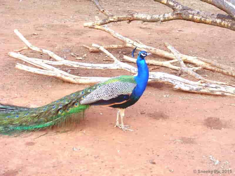 Peacock Head