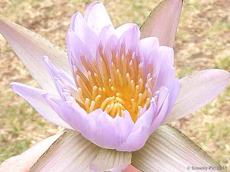 Water Lily Flower