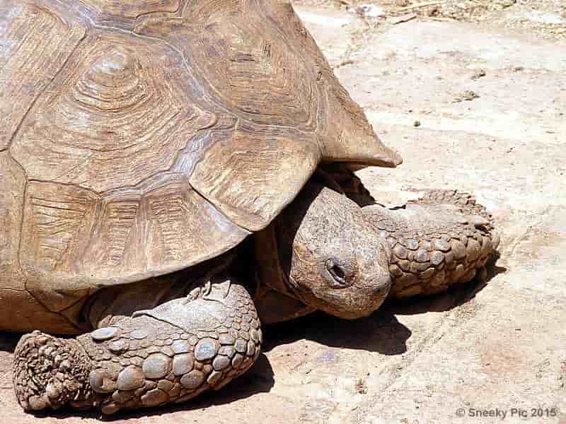 Tortoise Head