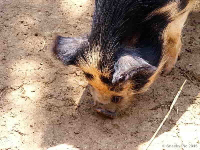 Pig Snout