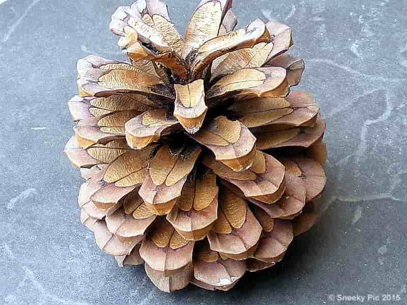 Pine Cone