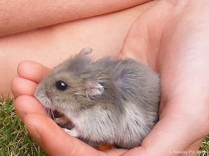Hamster
