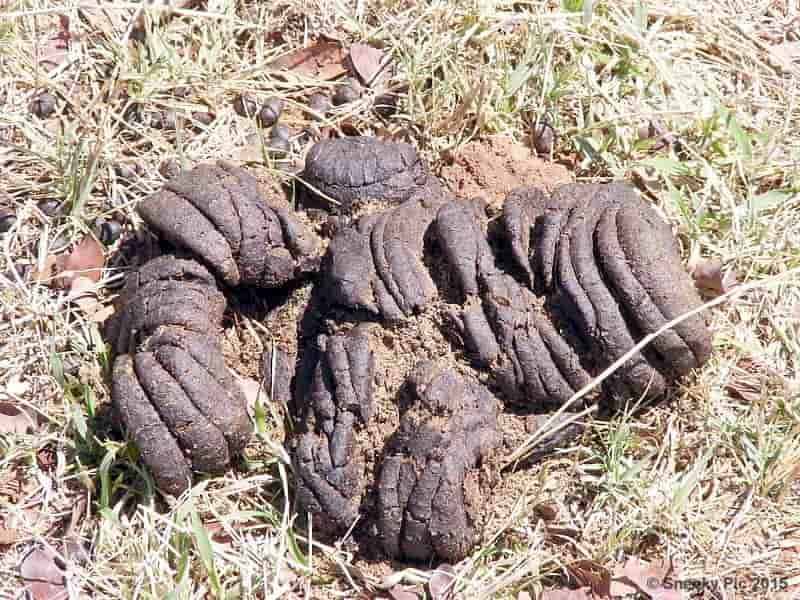 Cow Dung