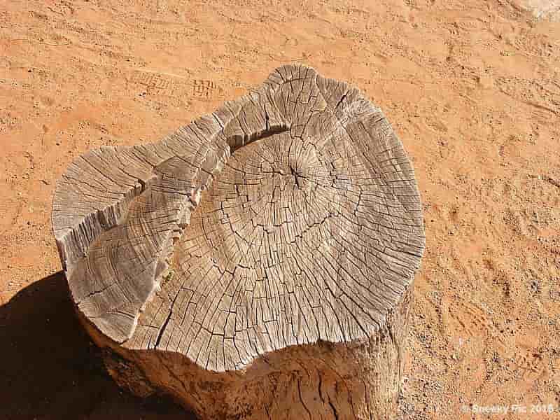 Tree Stump