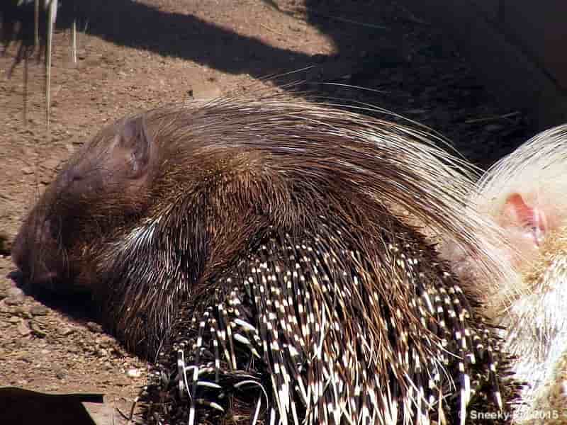 Porcupine