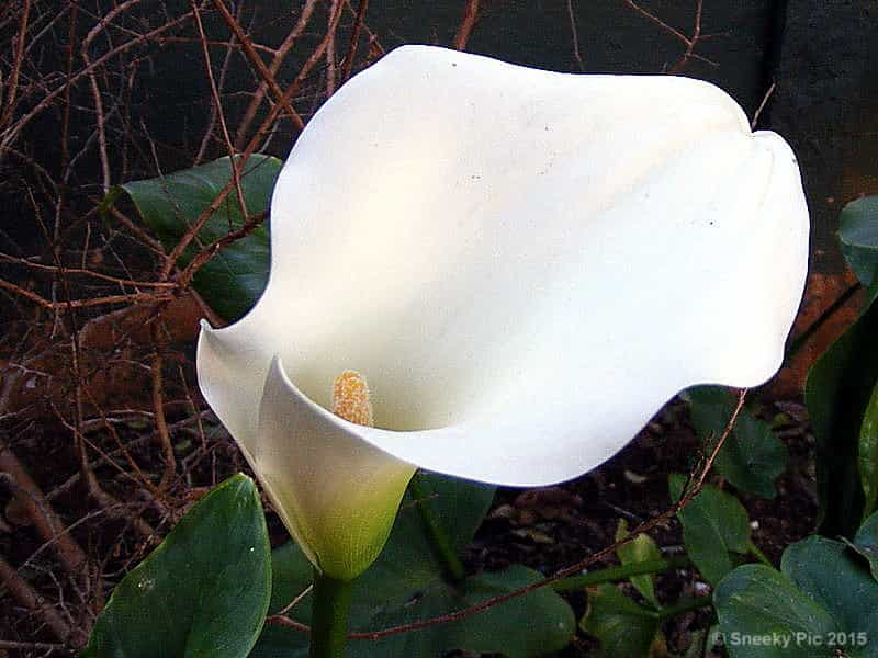 White Lilly