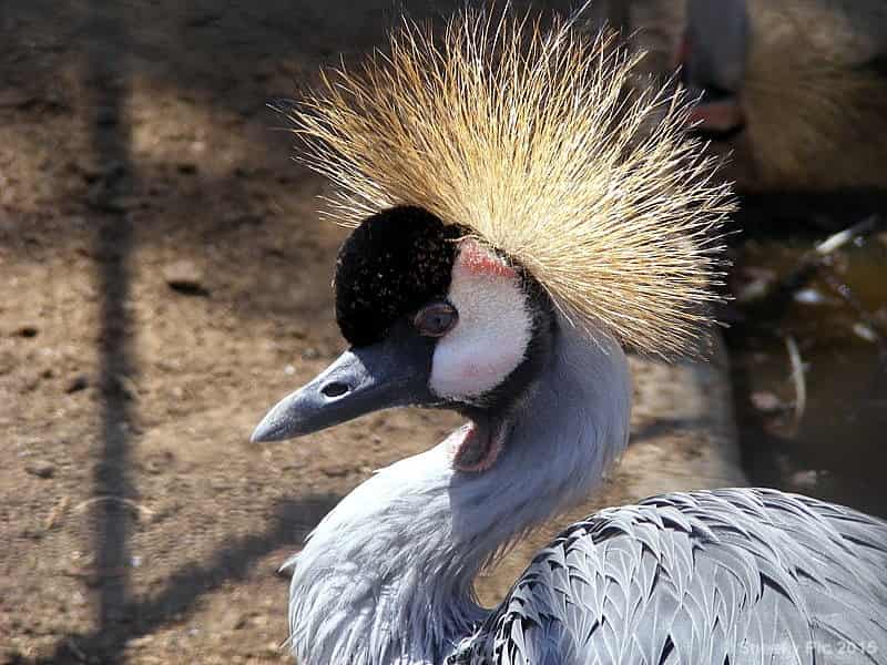East African Crowned Crane