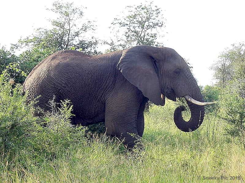 Elephant