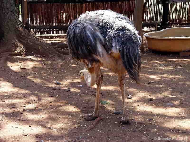Ostrich Feet
