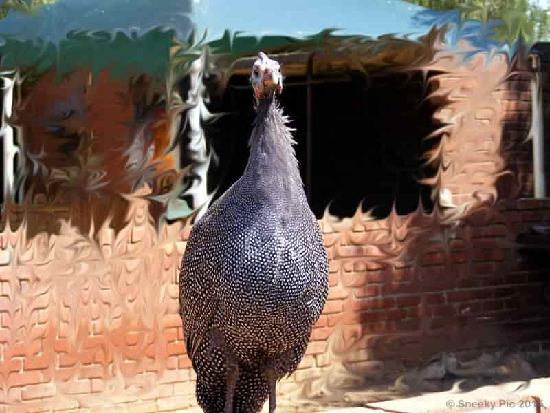 Guinea Fowl