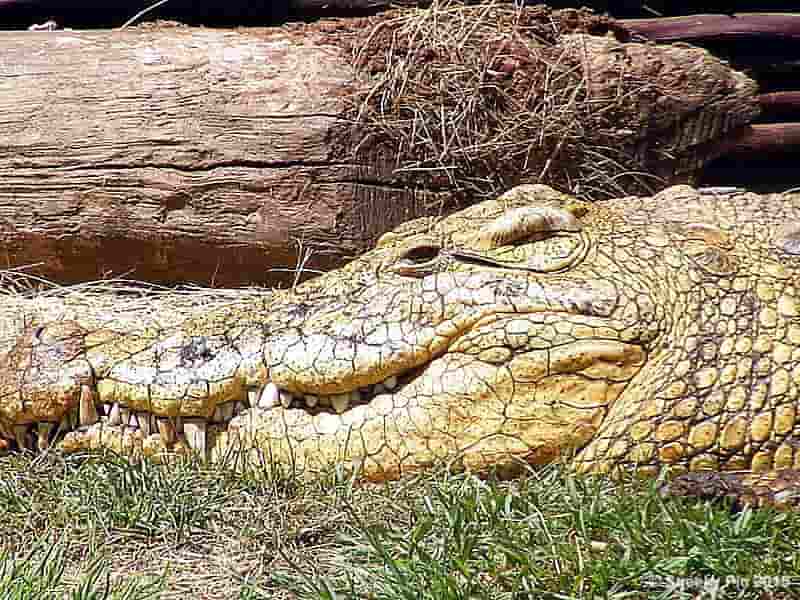 Crocodile