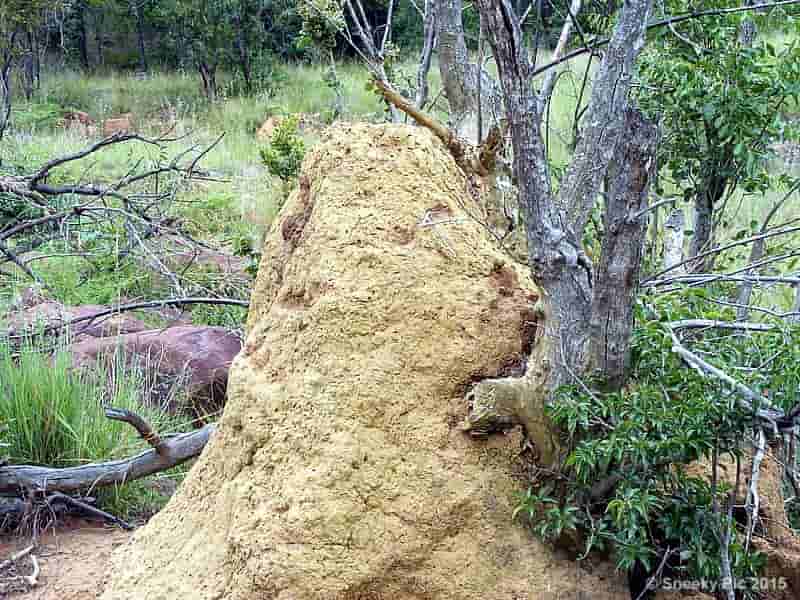 Ant Hill