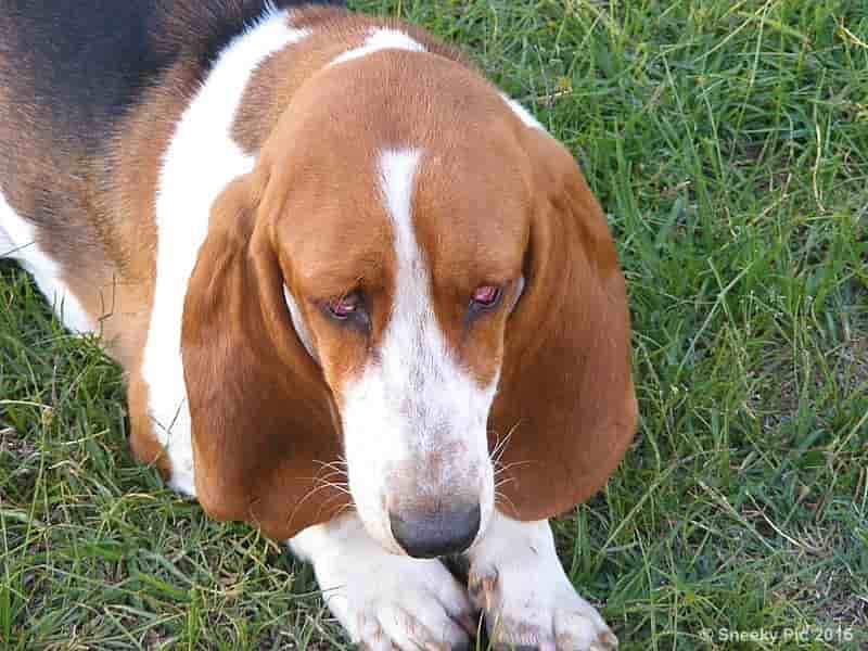 Basset Hound Paw