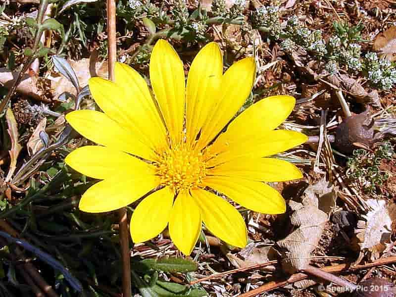 Daisy