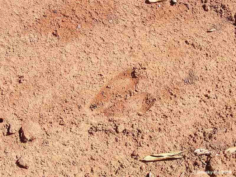 Buck Spoor