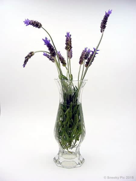 Lavender