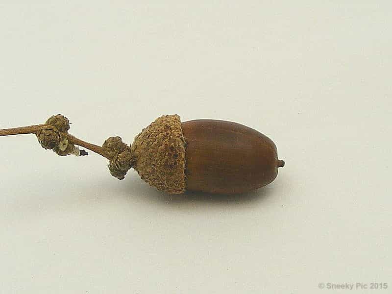 Acorn