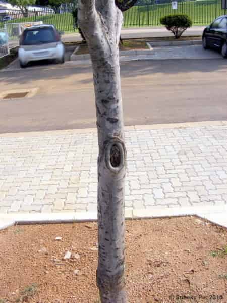 Tree Eye