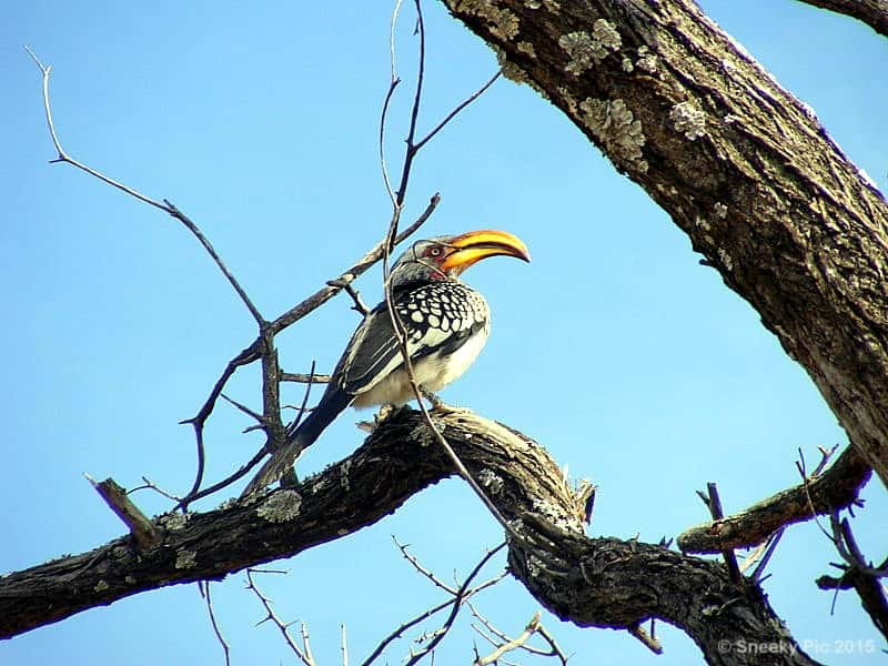 Hornbill in Tree