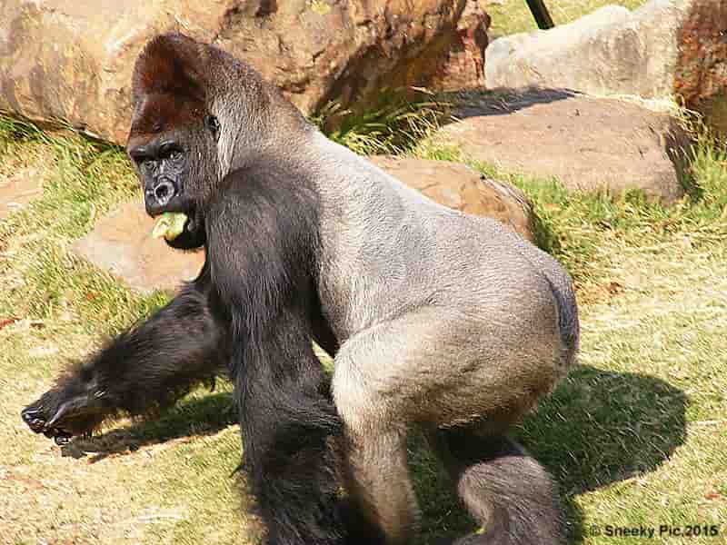 Gorilla
