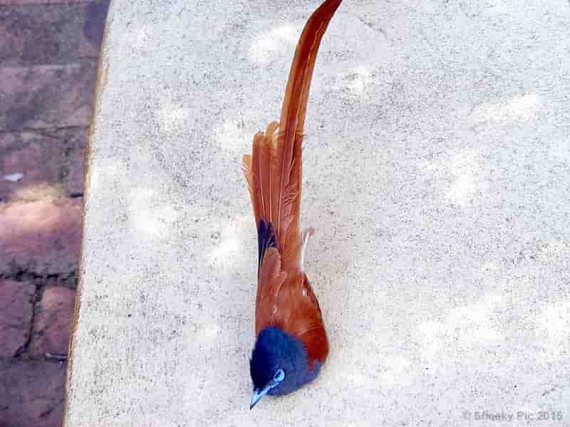 Bird Feathers