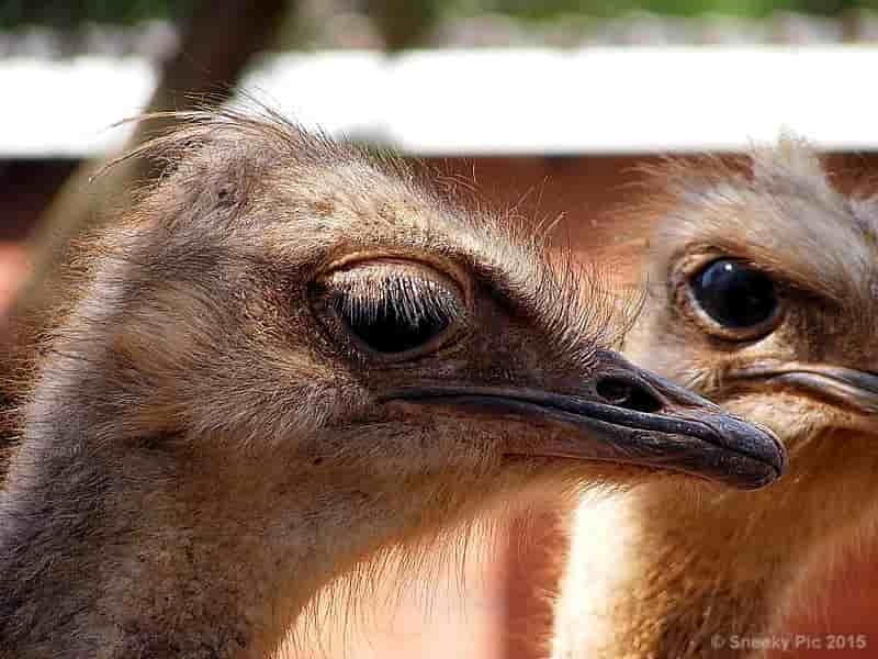 Ostrich Head