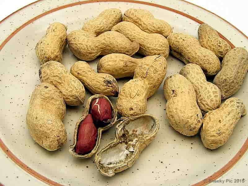 Peanuts in Shells