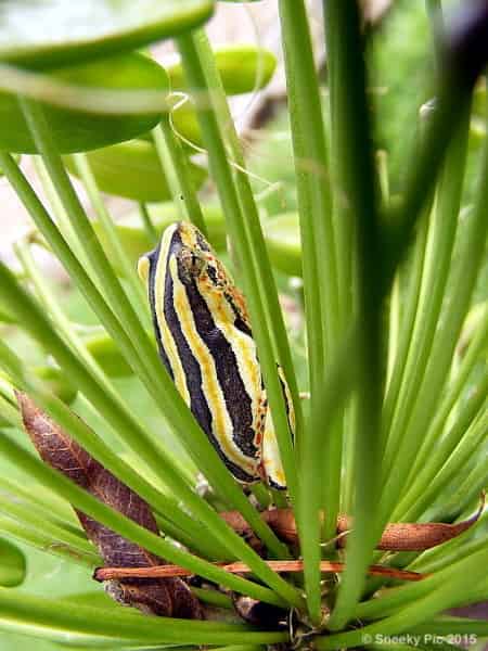 Frog in a Plant