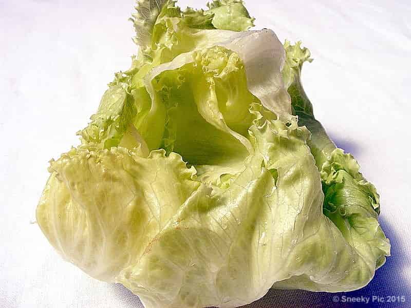 Lettuce Leaf