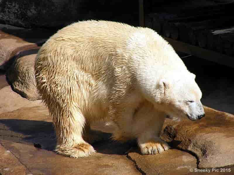 Polar Bear