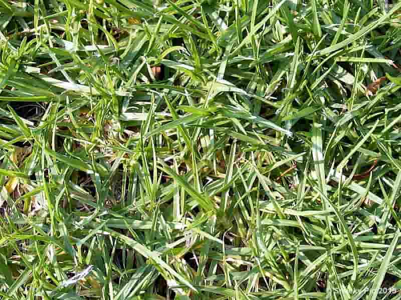 Grass