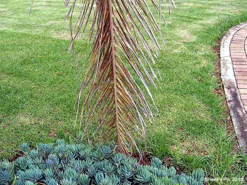 Palm Leaf