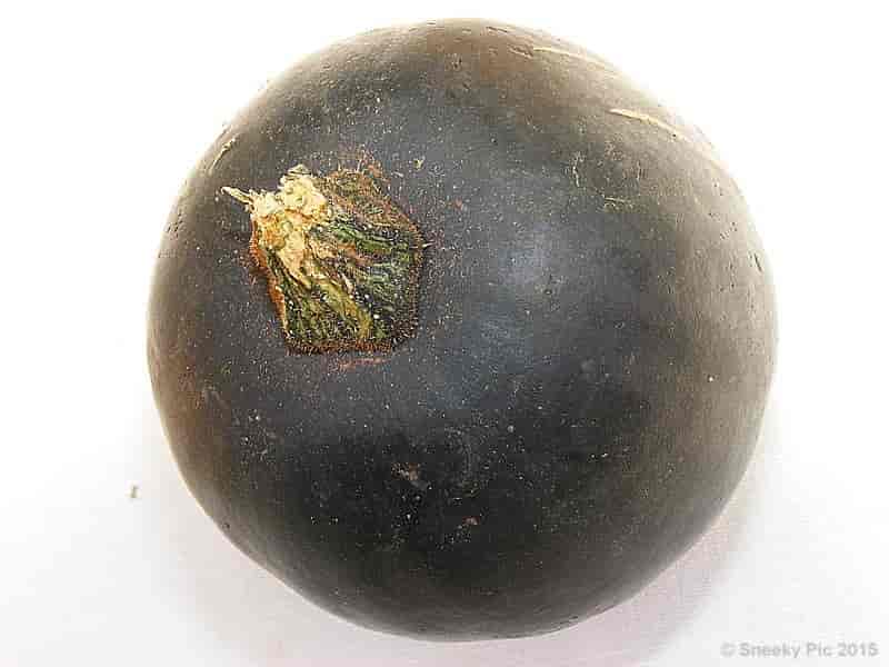 Gem Squash
