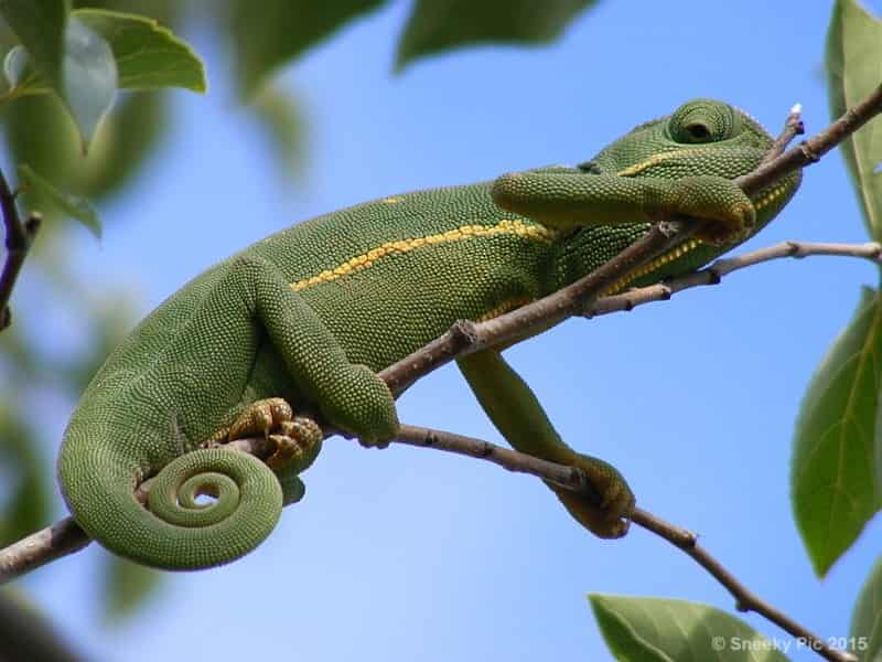 Chameleon