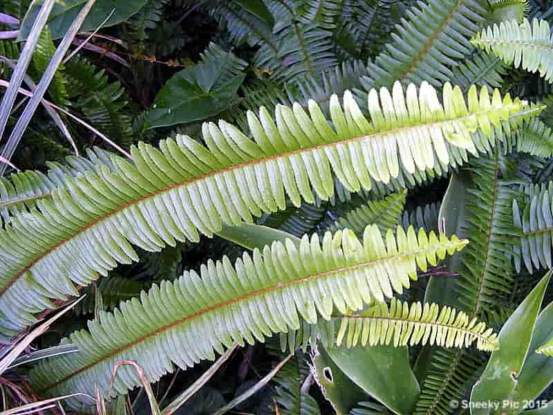 Fern