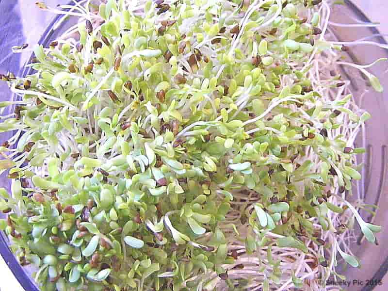 Bean Sprouts