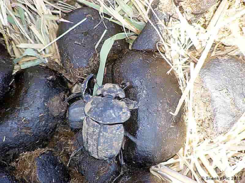 Dung Beetle